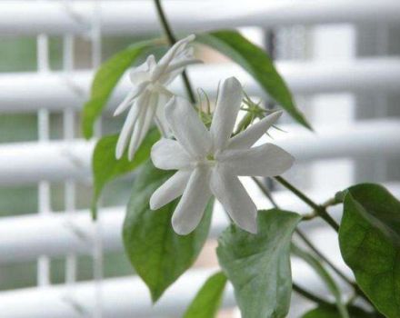 Description of indoor jasmine, reproduction and cultivation, how to care