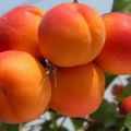 Suosikki aprikoosivalikoima, kuvaus ja viljelyominaisuudet