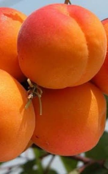 Suosikki aprikoosivalikoima, kuvaus ja viljelyominaisuudet