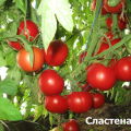 Pomidorų veislės Slasten charakteristikos ir aprašymas, derlius
