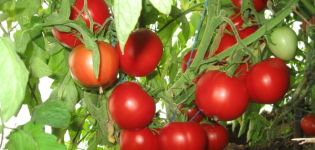 Charakterystyka i opis odmiany pomidora Slasten, jej plon