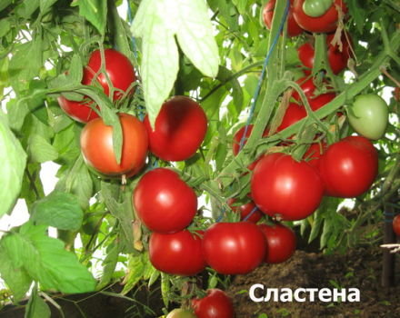 Egenskaper och beskrivning av Slasten-tomatsorten, dess utbyte