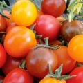 Descripción y características de la variedad de tomate Kish mish