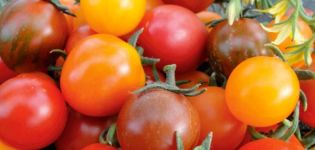 Opis i karakteristike sorte rajčice Kish mish
