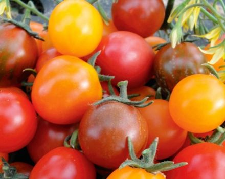 Beschreibung und Eigenschaften der Tomatensorte Kish mish
