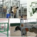 Tegninger og dimensioner af en split til kvæg, hvordan man laver en maskine med egne hænder