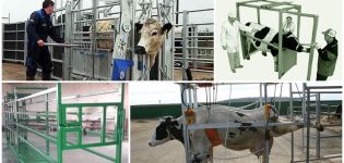 Tegninger og dimensioner af en split til kvæg, hvordan man laver en maskine med egne hænder