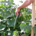 Gurķu šķirnes apraksts Smaragda straume, audzēšanas un kopšanas iezīmes
