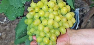 Vynuogių veislės „Super Extra“ aprašymas, auginimo ir priežiūros ypatybės
