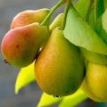 Beschreibung und Eigenschaften der Birnensorte Prosto Maria, Anbau und Bestäuber