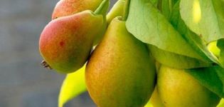 Beskrivelse og karakteristika for Prosto Maria pæresorten, dyrkning og pollinerende stoffer