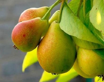 Descripción y características de la variedad de pera Prosto Maria, cultivo y polinizadores.