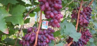 Rizamat vīnogu šķirnes apraksts, ražas īpašības un audzēšanas tehnoloģija