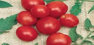 Opis odmiany pomidora Fancy, cechy uprawy i pielęgnacji