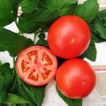 Tolstoi-tomaattilajikkeen ominaisuudet ja kuvaus, sen sato ja viljely