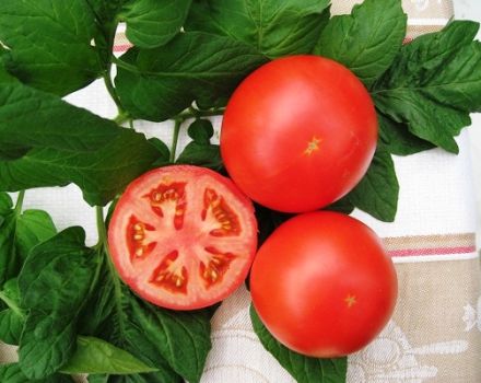 Kenmerken en beschrijving van de tomatenvariëteit Tolstoj, de opbrengst en de teelt