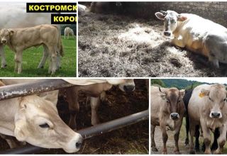Mô tả và đặc điểm của giống bò Kostroma, điều kiện giam giữ