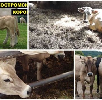 Opis i karakteristike pasmine krava Kostroma, uvjeti držanja