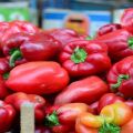 65 of the best and most popular peppers in 2020 with a description