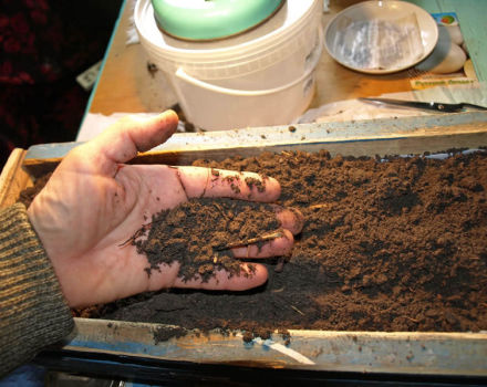 Cum să pregătești solul pentru răsaduri de roșii acasă cu propriile mâini