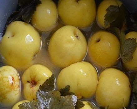 Reseptejä talveksi kastettujen omenoiden valmistamiseksi kotona purkeissa