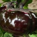 Descrizione e caratteristiche della melanzana borghese, resa, coltivazione e cura