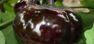 Beschrijving en kenmerken van aubergine Bourgeois, opbrengst, teelt en verzorging