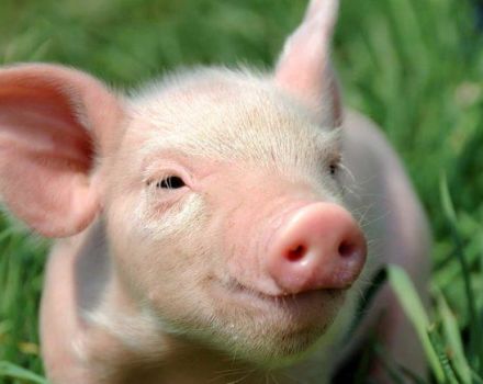 Evde domuz yavrularında ishal, ilaçlar ve halk ilaçları nasıl tedavi edilir