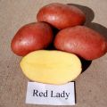 Descripción de la variedad de patata Red Lady, características de cultivo y rendimiento.