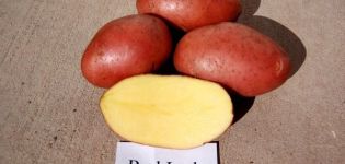 Descripció de la varietat de patata Red Lady, característiques de cultiu i rendiment