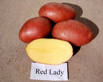 Opis odrody zemiakov červenej Lady, vlastnosti pestovania a výnos