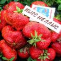 Description and characteristics of the Kiss Nellis strawberry variety, cultivation and reproduction