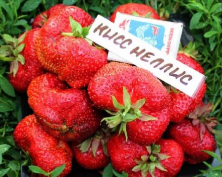 Beskrivelse og karakteristika for Kiss Nellis jordbærsort, dyrkning og reproduktion