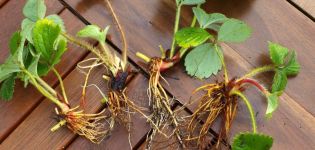 Niuanse rozmnażania truskawek przez podzielenie krzewu, zasady przeszczepu w sierpniu