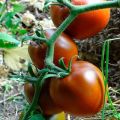 Beschreibung und Eigenschaften der Tomatensorte Schokoladenwunder