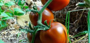 Beskrivelse og egenskaber ved tomatsorten Chokolade mirakel