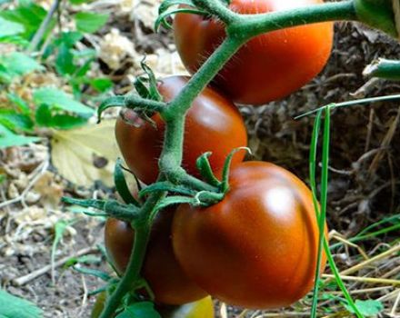 Beschrijving en kenmerken van de tomatenvariëteit Chocoladewonder