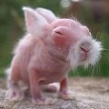 Die Entwicklung neugeborener Kaninchen bei Tag, wie sie aussehen und die Regeln der Pflege