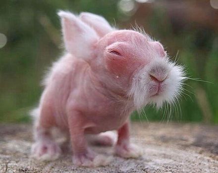 Lo sviluppo dei conigli appena nati di giorno, il loro aspetto e le regole di cura