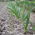 Tipos y usos de herbicidas para las malas hierbas del ajo.