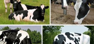 Beskrivelse og egenskaber ved Holstein-køer, deres fordele og ulemper og pleje