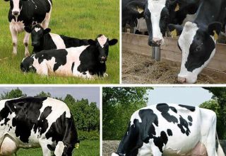 Beschrijving en kenmerken van Holstein-koeien, hun voor- en nadelen en zorg