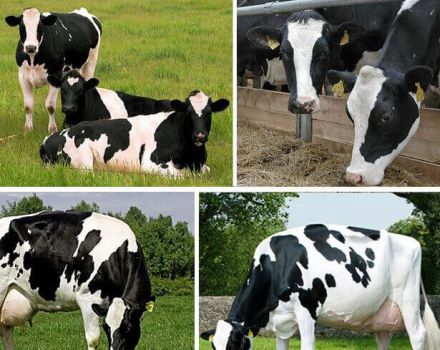 Opis i karakteristike krava Holstein, njihove prednosti i nedostaci te briga