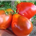 Beschrijving van de tomatensoort Ezeloren, zijn kenmerken en productiviteit