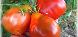 Beskrivelse af tomatsorten Æselør, dens egenskaber og udbytte