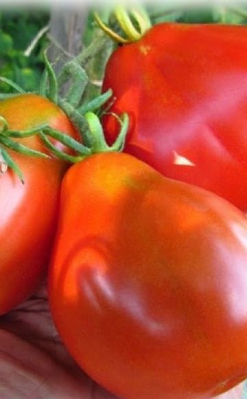 Opis odmiany pomidora Uszy osła, cechy charakterystyczne i wydajność