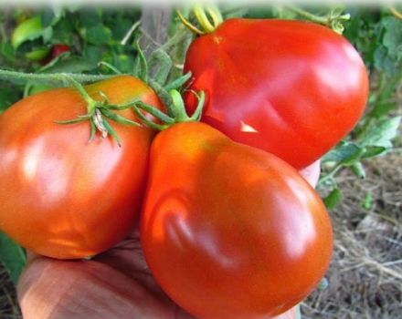 Popis odrůdy rajčat Oslí uši, její vlastnosti a produktivita