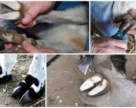 Comment couper correctement les sabots d'une chèvre à la maison et les outils
