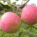 Description and characteristics of the fruits of the variety of apple trees Landing, features of cultivation and care