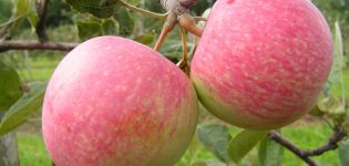 Descrizione e caratteristiche dei frutti della varietà di meli Atterraggio, caratteristiche di coltivazione e cura